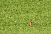 Red fox hunting in a meadow Vosges France 