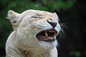 Portrait of White Lioness growling