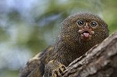Pygmy Marmoset on a branch