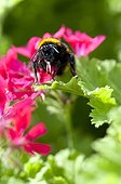 Bumblebee on pelargonium 'Madame Nonin' in a garden