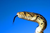 Great basin Gopher Snake North of Joshua tree NP USA