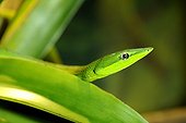 Portrait of Green Vine Snake Vivarium Quito Ecuador 