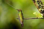Sword-billed Hummingbird male on a branch Ecuador