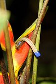 Heliconia flower in undergrowth Amazon Ecuador 