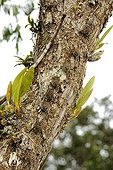 Proboscis Bats on a trunk Ecuador Amazon
