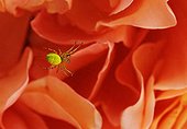 Spider in a web on backgoung of flower petals