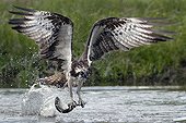 Osprey catching a fish