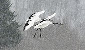 Red crowned cranes flying in the snow Hokkaido Japan 