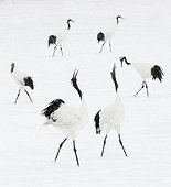 Red crowned cranes in courtship in winter Japan 