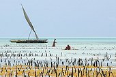Women working in a seaweed aquaculture in Zanzibar 