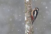 Great Spotted Woodpecker female on a a cherry tree trunk