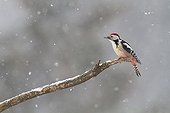 Middle Spotted Woodpecker perched on a branch in snow 