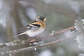 Brambling sitting on a branch in winter France