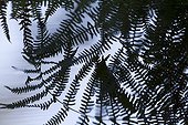 Reflections of fern in the water France