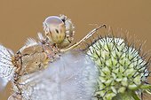 Portrait of a Vagrant Darter in the morning dew France