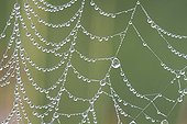 Dewdrops on a spider web in the early morning France