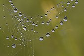 Dewdrops on a spider web in the early morning France