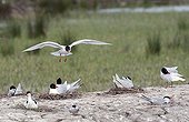 Nesting colony of mediterranean gulls