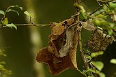 Satanic leaf-tailed gecko on a dead leaf East of Madagascar