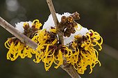 Hamamelis 'Harlow Carr' in bloom under the snow