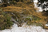 Hamamelis in bloom under the snow
