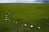 Mushrooms in the savanna to the rainy season Masai Mara