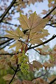 Young leaves of a sycamore maple 'Brillantissimum'