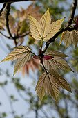 Young leaves of a sycamore maple 'Brillantissimum'