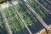 Seedlings under cold frame in an organic kitchen garden
