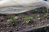 Forcing of the potatoes under plastic tunnel