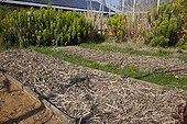 Dead leaves mulching on an organic kitchen garden