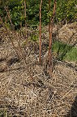 Straw mulching on raspberry in an organic kitchen garden