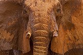 African elephant covered in mud and dust Tsavo East Kenya