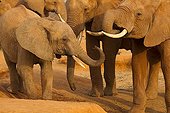 African Elephants at waterhole Tsavo East Kenya
