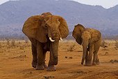 African Elephants approaching a waterhole Tsavo East Kenya