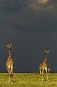 Masai giraffes in a storm in the savannah Masai Mara Kenya