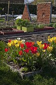 Tulips in bloom in an organic kitchen garden