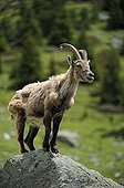 Alpine Ibex on rock Aravis Range France