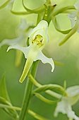 Lesser Butterfly Orchid in the Bauges massif France