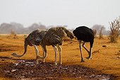 African ostriches drinking at waterhole Tsavo East Kenya 