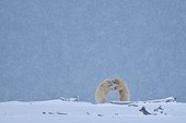 Polar bears in snowfall in Alaska