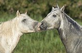 Instant de tendresse entre deux Chevaux Camargues