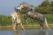 Camargue stallion rearing up against an other horse Camargue