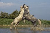 Camargue stallions fighting in a swamp in the Camargue