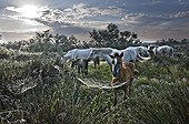 Herd of Camargue horses at daybreak in the Camargue 