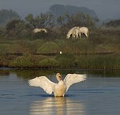 Swan spreading its wings and Camargue Horses France 