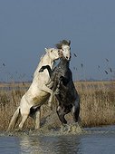 Camargue stallions fighting in a swamp in the Camargue