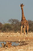 Giraffe discovering a group of lion cubs at the waterhole