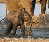 Eléphanteau jouant à éclabousser au point d'eau Namibie