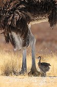 Young ostrich in the shadow of his father in Namibia 